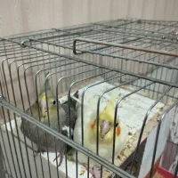 جوجه عروس هلندی