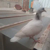 کبوتر