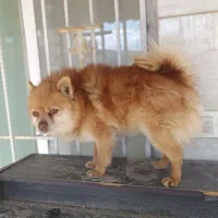 سرگرمی لوازم جانبی حیوانات