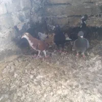 کفتر صید جوجه دانه ۲۰۰