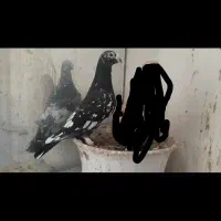 سلام سرورعطیقه