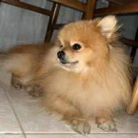 سگ پامرین خرسی