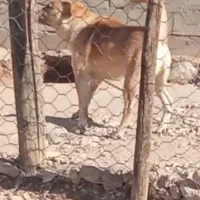 واگذاری توله سگ واگذاری