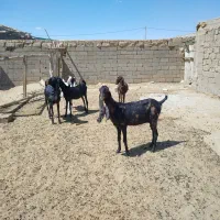 پنج عدد بز پاکستانی اصیل آبستنی دو ماه