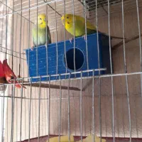 سه جفت مرغ عشق رنگ خاص مولد مولد