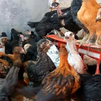 جوجه مرغ و خروس محلی گلپایگانی
