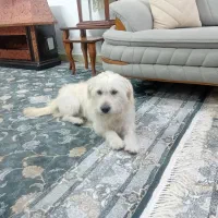 واگذاری سگ خانگی