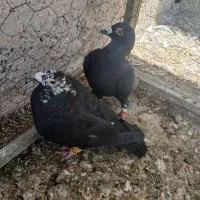 کبوتر جفتی