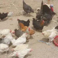 مرغ وخروس
