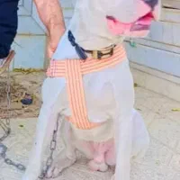 سگ داگو آرژانتین