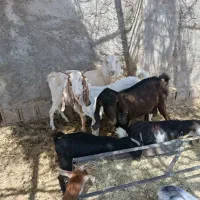 بز و کره