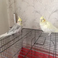 عروس هلندی نر سخنگو و ماده