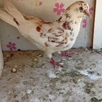 کفتر