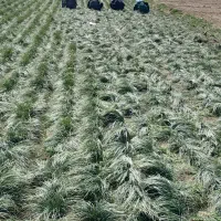 باغ-پسته
