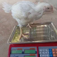 مرغ گوشتی اکبر جوجه