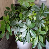 گل طبیعی پنجه ای