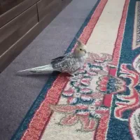 عروس هلندی ماده