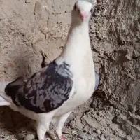 ماده دوکت