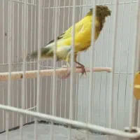 قناری ر فاکتور|پرنده|مشهد, ابوذر|دیوار