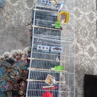 فروش قناری و فنچ