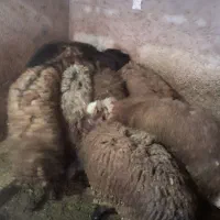 بره پرواری