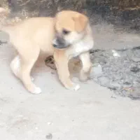 سگگ