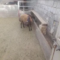 بره قوچ