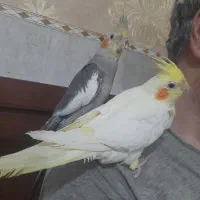 جوجه عروس هلندی بالغ
