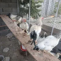 خروس برهما