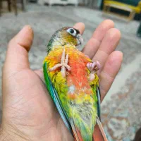 طوطی گرینچیک
