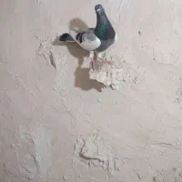 کفتر یهودی سبز