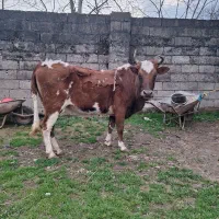 فروش گاو خوشرنگ و جوان