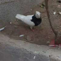 کفترطوقی
