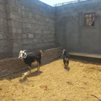 بزجوان بابزغاله نر
