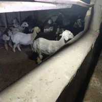 بره مناسب برای نذری یا پرواری