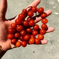 تسبیح کهربا کهنه