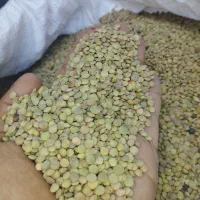 عدس محلی تازه چین کالپوش کیلویی 200