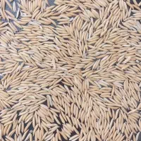 شالی فجر ۹۰ روزه