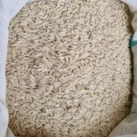 برنج هاشمی درجه یک