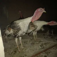 بوقلمون نرماده