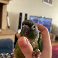 طوطی گرینچیک