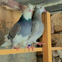 کبوترشازده سرور
