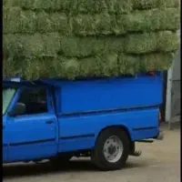 یونجه تازه