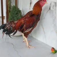 خروس لاری