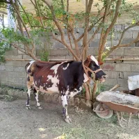 فروش گاو و گوساله
