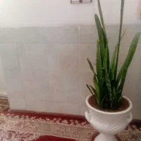 گل شمشیری