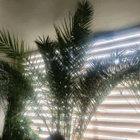 نخل خرما ۱۰ ساله