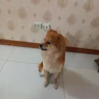 سگ پامر