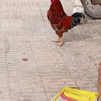 خروس|حیوانات مزرعه|صحرای باغ, |دیوار