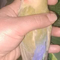 طوطی برزیلی 4 ماهه